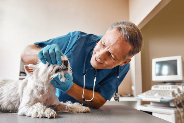 Best Emergency Dental Services for Seniors in Cedar Grove, WI